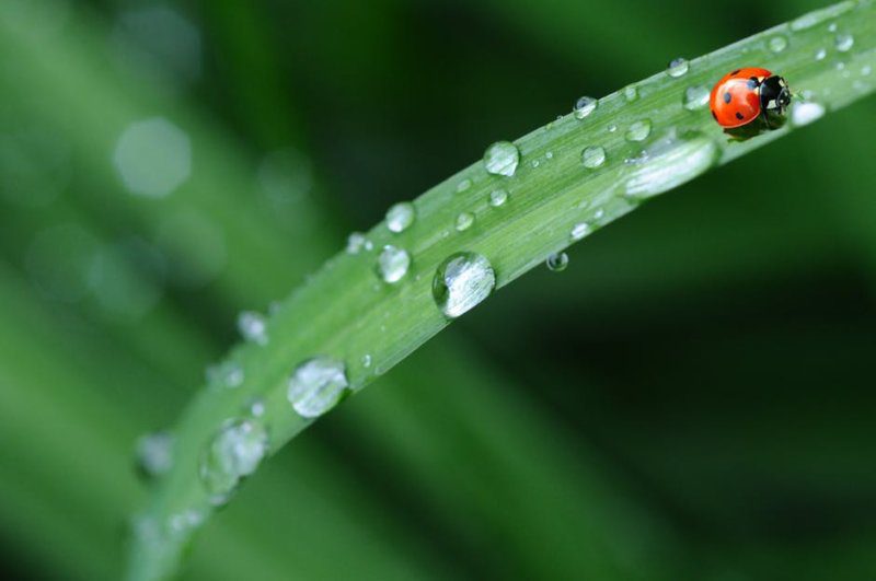 18 Easy Ways to Create a Healthier, Greener Home This Weekend | Marnie's Notebook