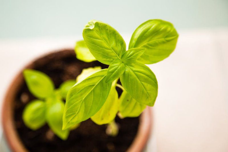 18 Easy Ways to Create a Healthier, Greener Home This Weekend | Marnie's Notebook